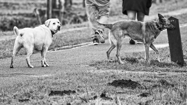 Hombre mata a tiros a dos perros en Limpio tras perder varias gallinas