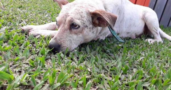 La Nación / Asesinó a balazos a un perro porque supuestamente mató a sus gallinas y ovejas