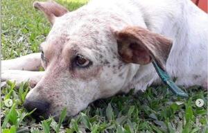 Indignante: hombre habría matado a balazos al perro de su vecina