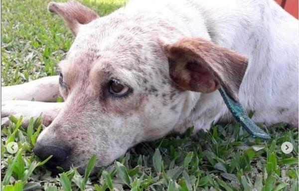 Indignante: hombre habría matado a balazos al perro de su vecina