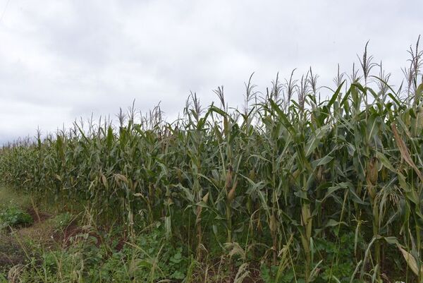 Helada afectaría mínimamente al rendimiento del maíz en Alto Paraná - ABC en el Este - ABC Color