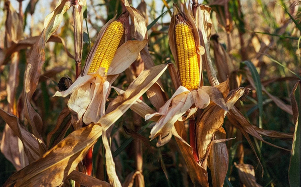 Rendimiento de maíz sería afectada en Alto Paraná por las heladas - Noticde.com