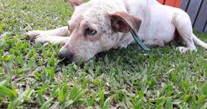 La Nación / Asesinó a balazos a un perro de su vecino