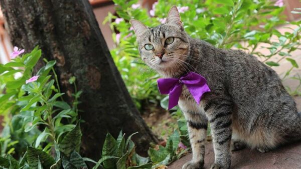 Buscan a Clarita, la gata de la Manzana de la Rivera