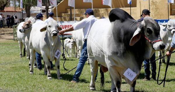 La Nación / Primer Congreso Mundial de Brahman en Paraguay “es algo inédito”, destacan