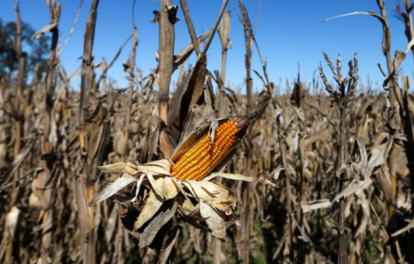 Ola de frío amenaza a la producción de maíz
