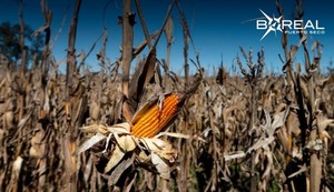 Heladas ponen en riesgo los cultivos de maíz
