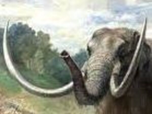 Un colmillo da la primera prueba de la migración anual de un animal extinto - Ciencia - ABC Color