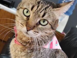 Buscan a Clarita, la gata de la Manzana de la Rivera - Encontrá a tu mascota - ABC Color