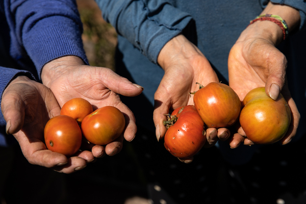 Latinoamérica necesita sistemas alimentarios más sostenibles, según el FIDA - MarketData