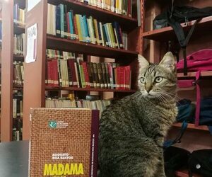 Buscan desesperadamente a la gata Clarita, la adorable mascota de la Manzana de la Rivera