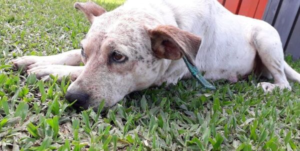 Crueldad animal: “Mía” fue asesinada a balazos; su dueña exige justicia - Mascotas - ABC Color