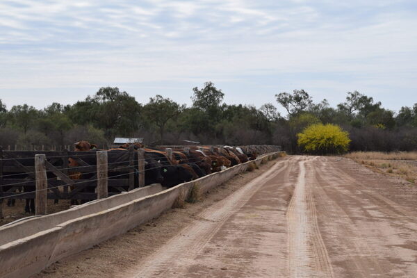 Machos para exportación cotizan US$ 3,50 y vacas US$ 3 por kilo carcasa