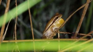 Rana en peligro de extinción se avista tras casi  4 décadas