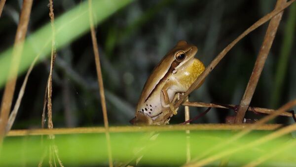 Rana en peligro de extinción se avista tras casi 4 décadas