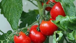Productores frutihortícolas reportan casi nulos perjuicios por las heladas