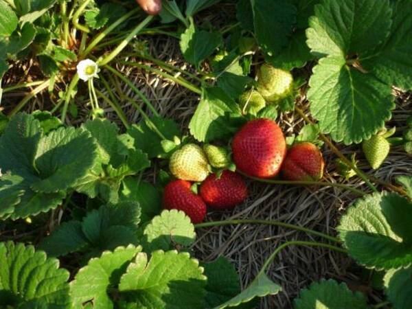 Productores de frutilla se preparan para la temporada alta | 1000 Noticias