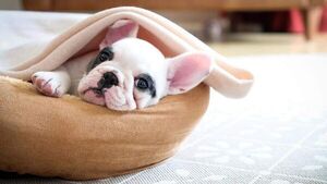 Cuidado de nuestras mascotas en estos días de frió - Mascotas - ABC Color