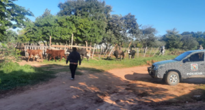 Repatriación: Vacas no fueron robadas "andaban de parranda" - Noticiero Paraguay