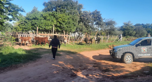 Repatriación: Vacas no fueron robadas "andaban de parranda" - Noticiero Paraguay