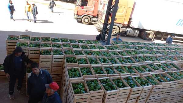 Diario HOY | Confiscaron más de nueve toneladas de locote verde en Itá Enramada