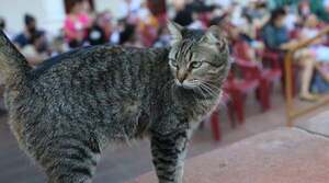 Diario HOY | Clarita, la gata de la Manzana de la Rivera está desaparecida
