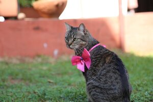 Piden ayuda para localizar a la Gata Clarita - Te Cuento Paraguay