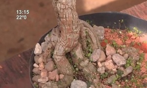 Disciplina milenaria: El arte del Bonsái - SNT