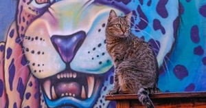 La “gatita Clarita” de La Manzana de la Rivera reapareció