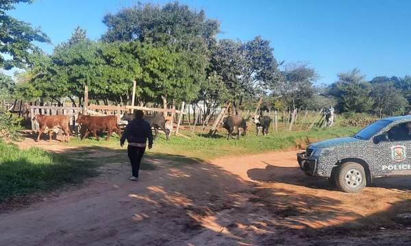Caaguazú: Recuperan 13 vacunos hurtados por abigeos - OviedoPress