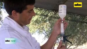 ABC RURAL: Uruguay seguirá vacunando contra fiebre aftosa  - ABC Rural - ABC Color