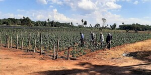 Campesinos deben ponerse las pilas y practicar la agricultura familiar, recomiendan técnicos que valoran la riqueza rural – La Mira Digital