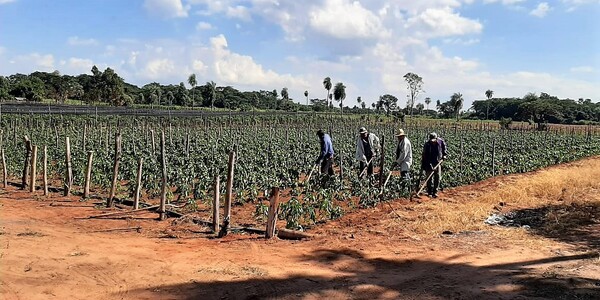 Campesinos deben ponerse las pilas y practicar la agricultura familiar, recomiendan técnicos que valoran la riqueza rural – La Mira Digital