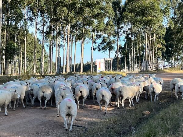 Cabañas paraguayas realizaron una “histórica importación” de Texel desde Uruguay