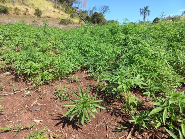 Diario HOY | Un tribunal autoriza por primera vez el cultivo de marihuana en Brasil