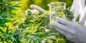 Brasil: tribunal autoriza por primera vez cultivo de cannabis