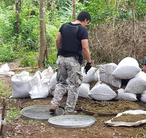 Senad incauta cerca de 1,5 toneladas de marihuana y 321 kilos de cocaína en Amambay - .::Agencia IP::.
