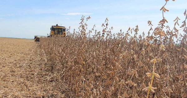 La Nación / USDA ahora estima mayor producción de soja para la campaña agrícola