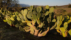 Diario HOY | Descubren que los cactus pueden servir como antenas de wifi de banda ancha