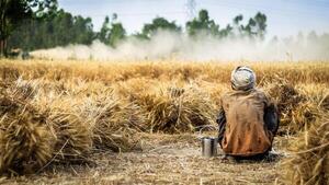 Alta inflación obliga a India a prohibir las exportaciones de trigo | Agronegocios | 5Días