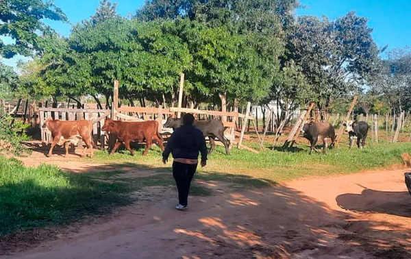 Hombre denunció que sus vacas fueron robadas pero solo estaban deambulando por la ciudad – Prensa 5