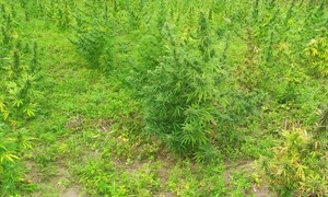 Un tribunal autoriza por primera vez el cultivo de marihuana en Brasil - OviedoPress