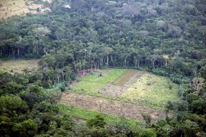 Colombia ha perdido 7.585 hectáreas de bosques por deforestación en seis meses - MarketData