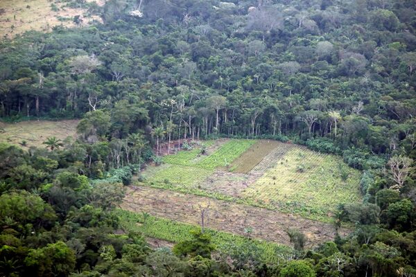 Colombia ha perdido 7.585 hectáreas de bosques por deforestación en seis meses - MarketData