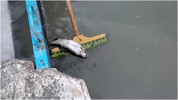 Toneladas de zinc vertidas en un río de Lima matan a miles de peces | 1000 Noticias