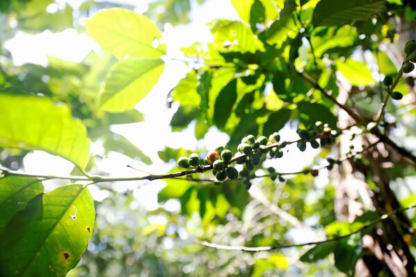 Las exportaciones agrícolas de Guatemala tienen "comportamiento positivo" en 2022 - MarketData
