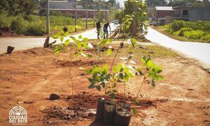 Plantaron más de 1.000 árboles en avenidas, plazas y cuencas hídricas en Ciudad del Este – Diario TNPRESS