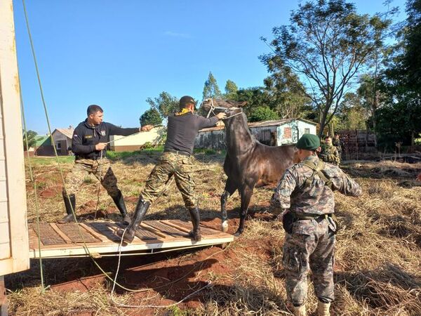 Trasladan a los costosos caballos de “Aguacate” - Nacionales - ABC Color