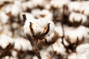 Moda sustentable: lo que hay que saber sobre el algodón orgánico - Estilo de vida - ABC Color
