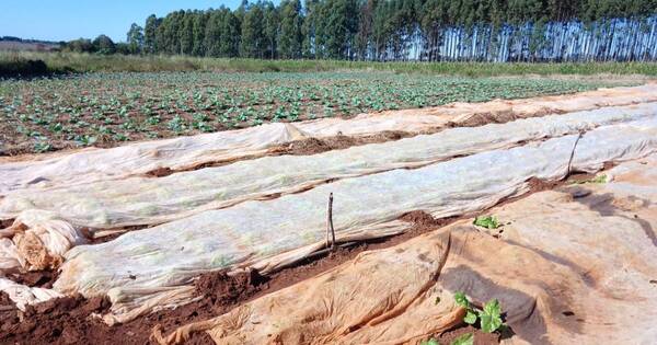 La Nación / Alto Paraná: problema climático y falta de infraestructura inciden en reducción de cultivo